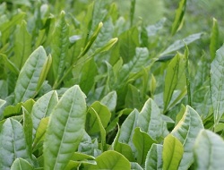 çay bitkisi