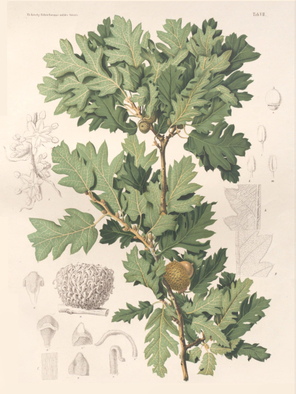 quercus vallonea
